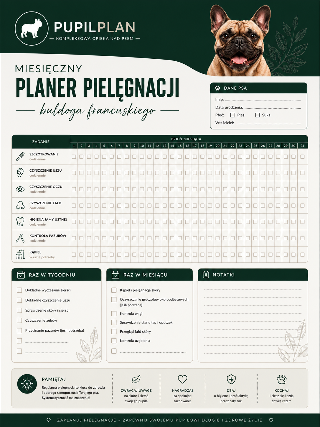 Plan pielęgnacji buldoga Francuskiego